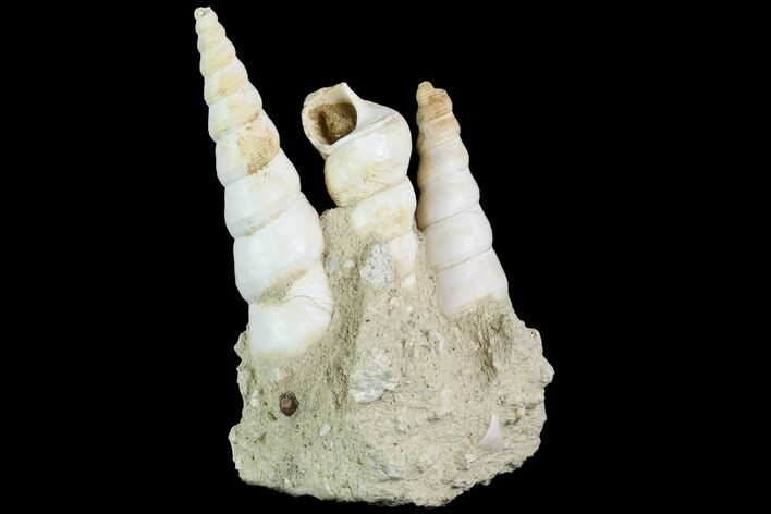 Fossil Gastropod (Haustator) Cluster - Damery, France #86574